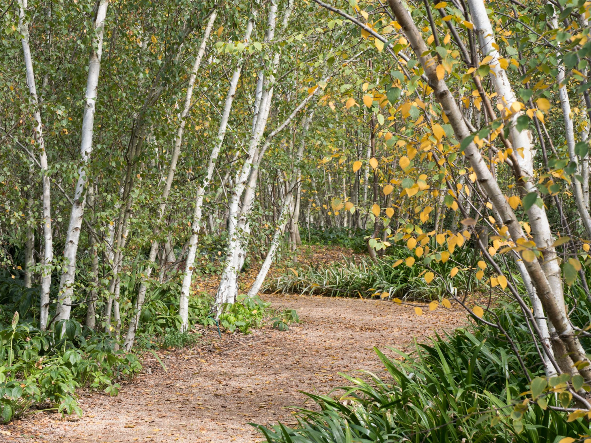 07. Birch & Casuarina Forests