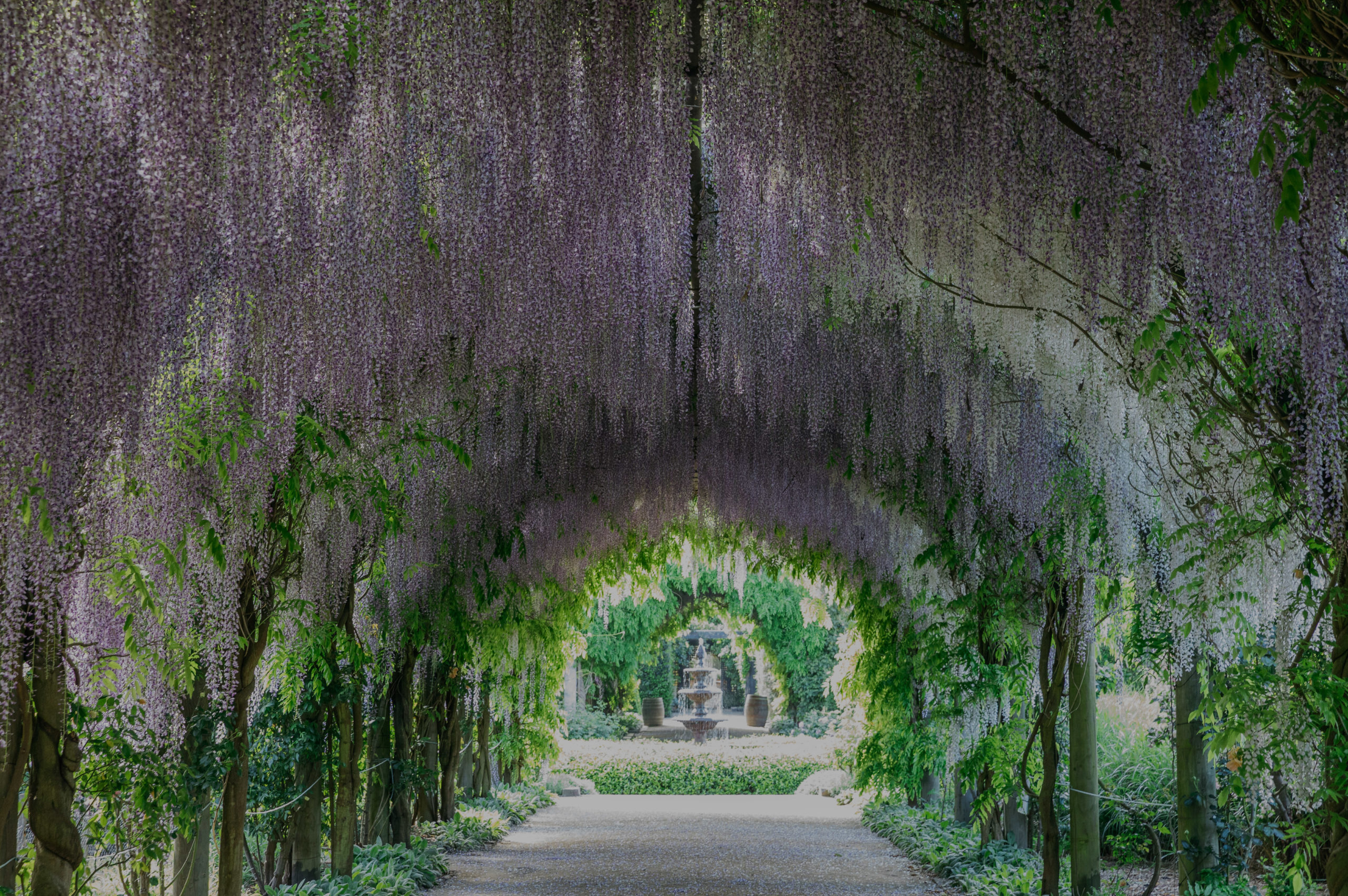Wisteria