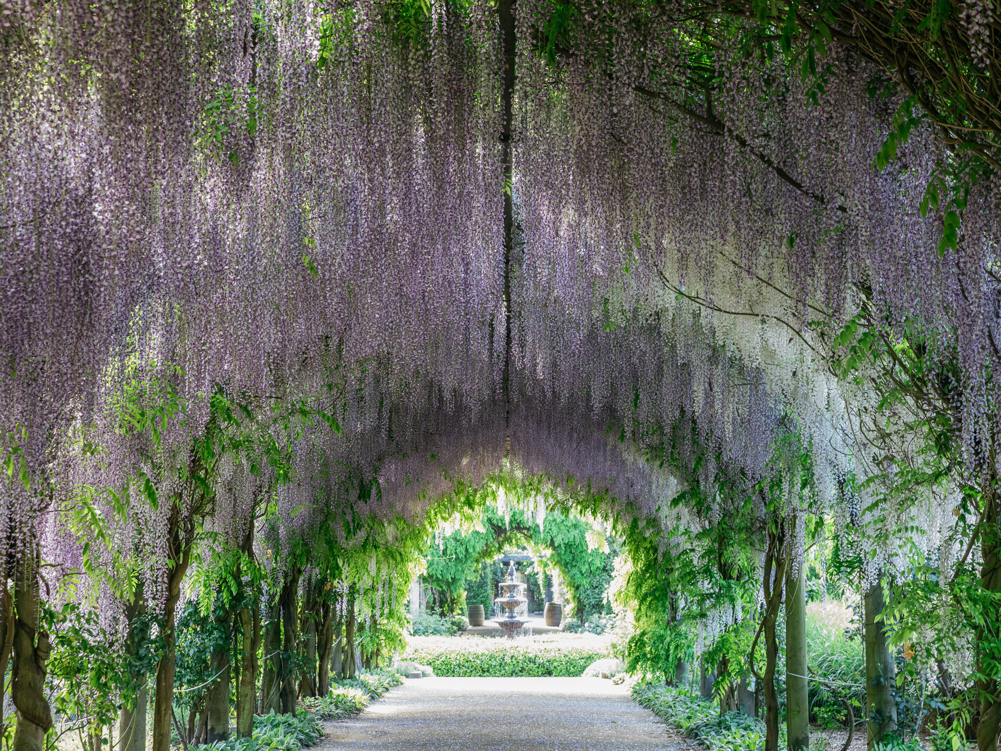 01. Wisteria Arbour
